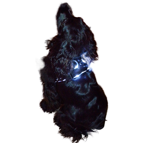 Rambler LED Front Range Harness XL